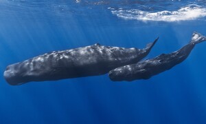 심해의 포식자 향유고래, 기후 위기에 길을 잃다