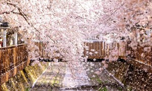 “벚꽃처럼 환한 농구”…4강 플레이오프 ‘봄 농구’