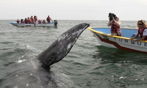 해양 석유개발업체를 향한 귀신고래의 양심선언