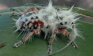 새똥이 아니다…털 복슬복슬 딱정벌레, 호주서 첫 발견