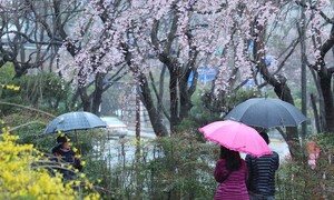 ‘사나운 봄비’ 제주·부산 돌풍에 최대 80㎜…중부는 황사비