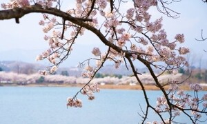 강원까지 올라온 분홍빛…영랑호서 첫 벚꽃축제 열려