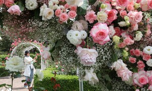 [포토] 아름답고 향기로운, 2024고양국제꽃박람회 개막