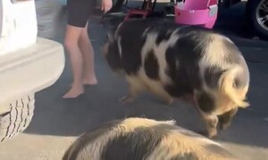 채식주의자 가족 집 비운 사이…애완 돼지에게 일어난 일