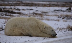 기후위기로 미아가 된 북극곰의 최후