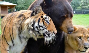 친구가 된 호랑이와 염소…‘특별한 우정’에 끌리는 3가지 이유