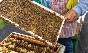 반복되는 ‘꿀벌 실종’, 인간을 의심하라