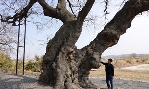 태종 때부터 산 팽나무, 천연기념물 지정 예고