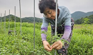 텃밭 하다 자연스레 비건… 이것이 ‘시대적 추구미’