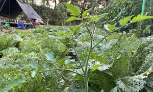 늦가을 배추밭, 우뚝이 낱알 틔운 저 토마토