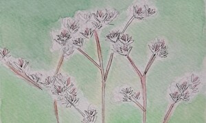 저 단풍, 돌 속에 묻혀 있었나