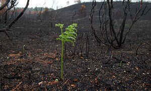 경북 산불피해지 현장에 수북하게 자란 이 식물은?