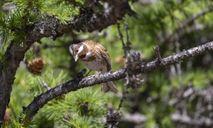 타이가에서 새들은 활기차고 당당했다
