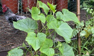 고통스런 여름 농사, 나도 저 노인처럼