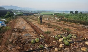 44도 수박밭 땡볕 노동 8시간, 시야가 흐려졌다