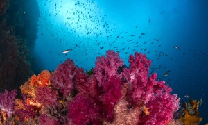 제주 바닷속 산호, 오매 단풍 들것네