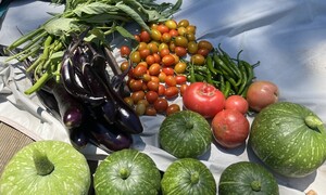 땡볕에 아수라장 된 밭, 호박과 고추는 버텼다