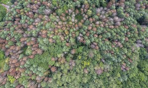 ‘죽음의 단풍’, 재선충