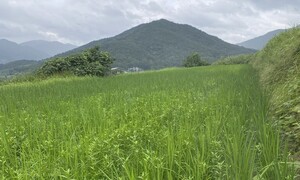 ‘처음에 잘 할 걸’ 후회도 잠시… 피뽑기, 그 끝없는 몸개그