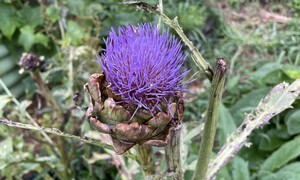 온갖 곳에 다 붙는 텃밭 노린재의 얄미운 먹성