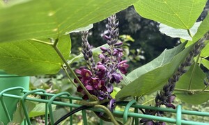 배추 140개, 무 130개 심으니 가을이 코앞에 왔다