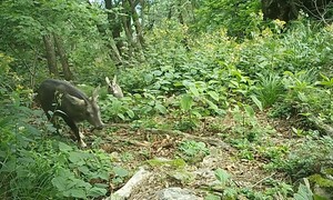 케이블카 정류장 예정지에 없다던 산양 24차례 포착