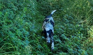 18㎏ 바싹 마른 개가 대형견으로 벌크업…어쩜, 나는 개밥도 참 잘하지