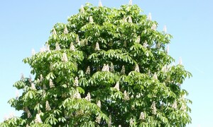 마로니에공원에는 마로니에가 없다?