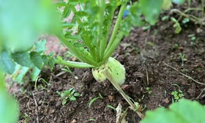 ‘상추야, 버텨다오’ 가을이면 고기 굽던 주말농장
