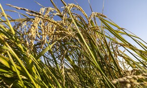 밥 한 공기 300원, 어떤가요