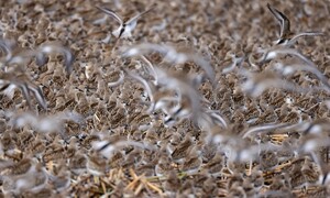 나그네새들의 충전소…서해 갯벌이 좁디 좁다