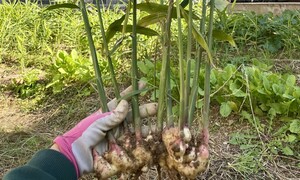 가을장마를 견딘 생강… 첫 출하가 남긴 것