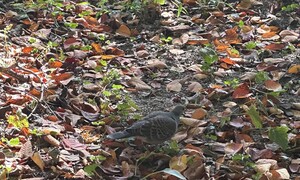 낙엽과 멧비둘기 어두워지는 계절…처음 보는 것처럼 본다면