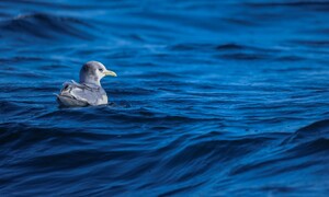 동해 최북단, 겨울 바다의 진객