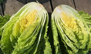 텃밭 배추 뽑느냐 기다리느냐, 늦가을의 고뇌