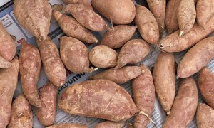 살라고 말하는 대신 고구마를 보내는 사람