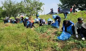 서천지속협, 금강 생태계 교란식물 제거 활동 전개