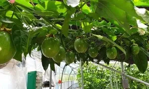 21세기 후반 전국 대부분이 아열대…“과도한 공포 유발” 전문가 지적도
