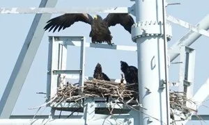 [단독] 멸종위기 1급 흰꼬리수리, 시화호서 아기새 두 마리 부화