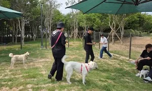 전남 광주 첫 반려견 놀이터, 30일부터 풍암공원서 운영