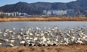 을숙도, 국가도시공원 지정 먼저냐? 세계자연유산 등재냐?