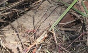 김여정 “DMZ 사고, 자작 광대극”… 커지는 남북 갈등