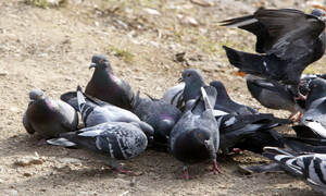 혐오 받는 비둘기, 대기오염 정보를 알린다면