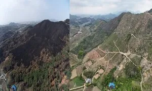 산불로 훼손된 '축구장 1100개' 산림, 임업인 미래 소득원으로 재탄생