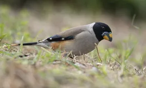 어청도 폐교 찾은 밀화부리, ‘새들의 천국’에서 계속 만나려면…