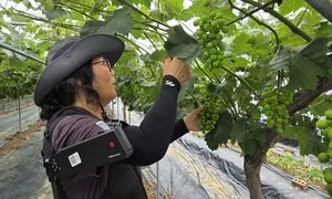 “어깨 통증 사라졌어요”…농업인들 효자 된 웨어러블 로봇