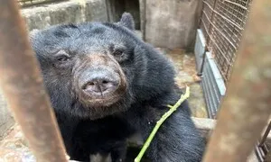 45년만에 끝나는 ‘곰 사육’…우린 이들을 ‘생명’으로 대하고 있나