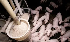 전세계 가축, 곧 1000억마리로… “기후위기·야생동식물에 악영향”
