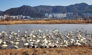 을숙도, 국가도시공원 먼저냐? 바로 세계자연유산이냐?