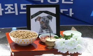 ‘복달임 개고기’ 풍습, 이제는 역사 속으로 [.txt]